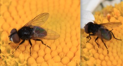 Réf. 342 122 : Phasia sp.